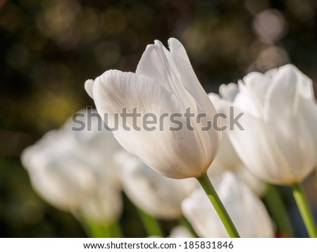 Spring flowers series, single white tulip with groups of white tulips in field