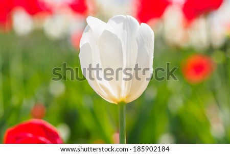 Spring flowers series, single white tulip among red tulips in field