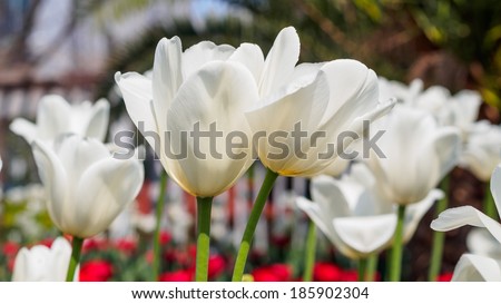Spring flowers series, twin white tulips with charming transparent petals in field
