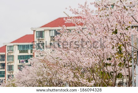 Spring flowers series, beautiful Cherry blossom , pink sakura flowers against buildings