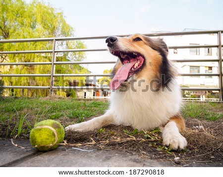 Dog-Shetland sheepdog, collie, big mouth with ball, she was taking a little break during ball retrieving