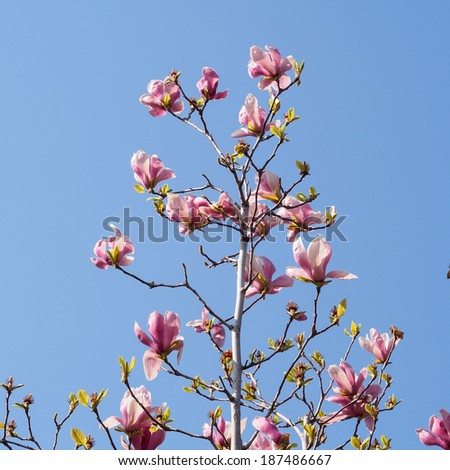 Spring flowers series, Magnolia tree blossom, purple flower against blue sky background