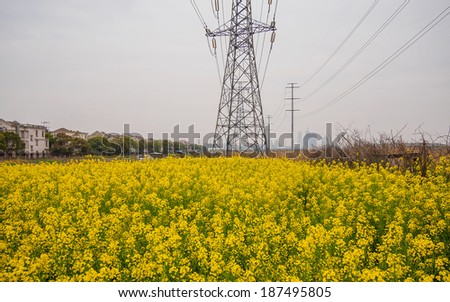 field of rapeseed (brasica napus) and high voltage pole in Shanghai