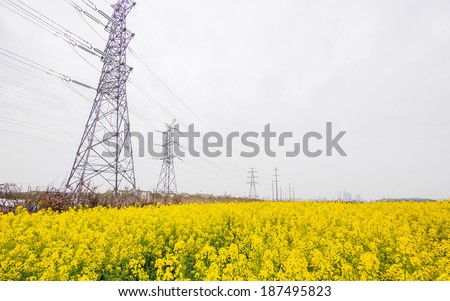 field of rapeseed (brasica napus) and high voltage pole in Shanghai