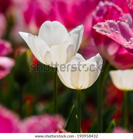 Spring flowers series, white tulips among pink tulips, background is soft.