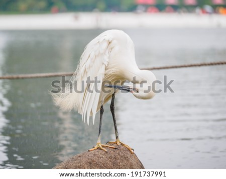 Snowy Egret (Egretta thula) Standing on rocks in the water, Shanghai, China