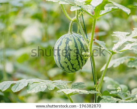 Organic agriculture, watermelon planting new approach, watermelon hanging on vine in the greenhouse