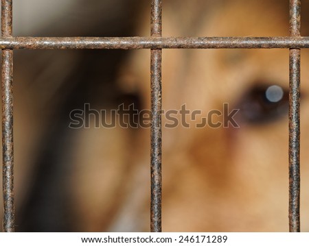 Dog in cage, blured in background, eyes looking outside