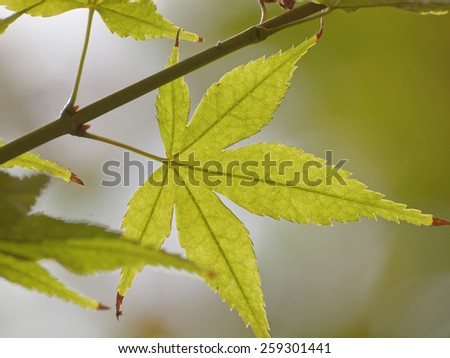 Maple leaves against sun shine