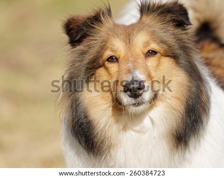 Dog, shetland sheep dog, looking seriously.