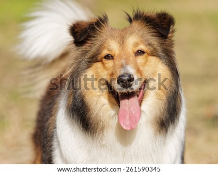 Dog, shetland sheep dog, smiling face