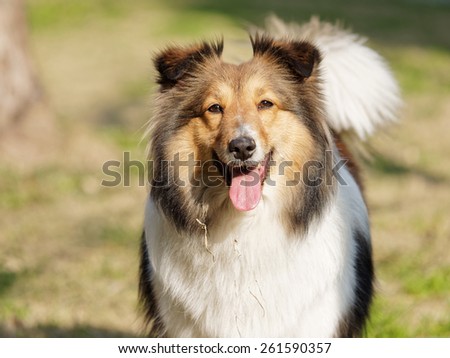 Dog, shetland sheep dog, smiling face