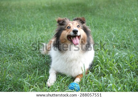 Dog, Shetland sheepdog, collie, lying on grass, looking upwards, smile with big mouth, she was waiting for ball retrieving.