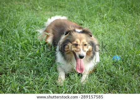Dog, Shetland sheepdog, collie, lying on grass, tongue sticking out, smile with big mouth, she was waiting for ball retrieving.
