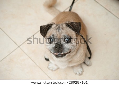 Grinning smiling cheeky pug begging for touch, funny face