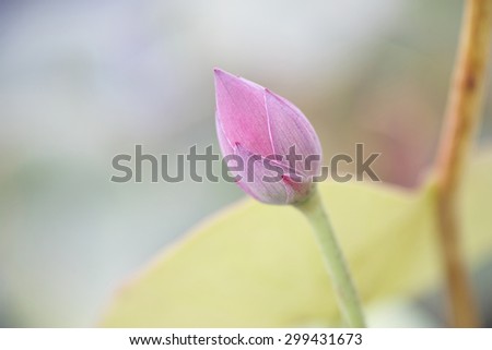 close up of a lotus flower bud
