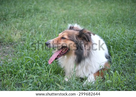Dog, Shetland sheepdog, collie, standing on grass, tongue sticking out, smile with big mouth, she was waiting for ball retrieving