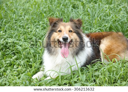 Dog, Shetland sheepdog, collie