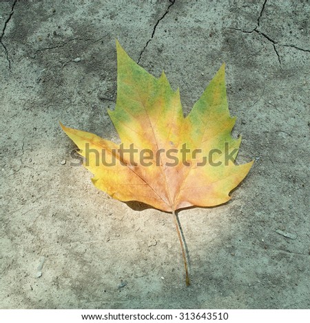 Autumn series, one Chinese parasol leaf on ground