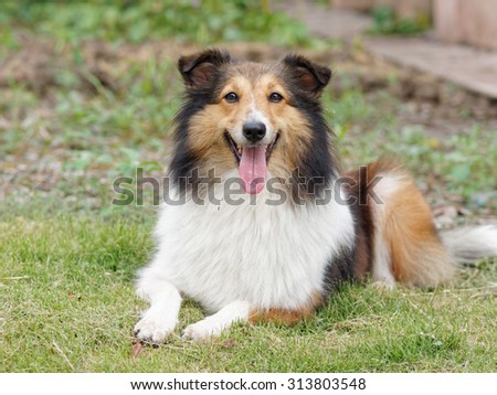 Funny smiling dog lying on grass field with mouth open, Shetland sheepdog, collie