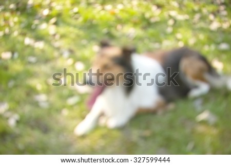 Defocused dog rest on grass field in sun shine