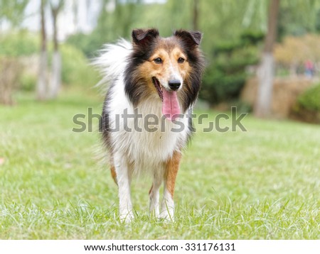 Alert dog stand on grass field with mouth open and leg splited, Shetland sheepdog, collie
