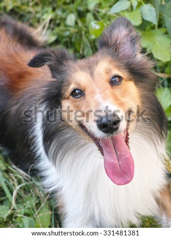 Lovely sheepdog looking upwards with smiling big mouth.