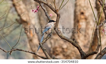 Cyanopica cyana on branch of plum tree