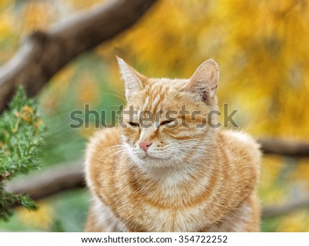 Yellow cat sit in the loaf pose in autumn park, eyes nearly closed, and its body looks like a love heart.
