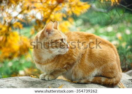 Yellow cat sit in the loaf pose in autumn park, head turns backwards.