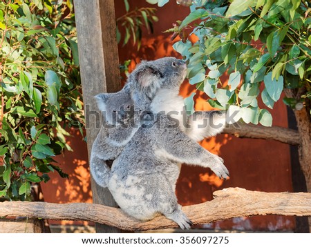 Mother koala eating leaves with baby koala on back.