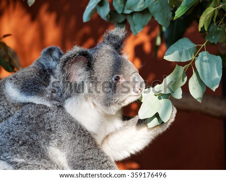 Mother koala eating leaves with baby koala on back.