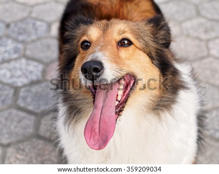 Lovely sheepdog looking upwards with smiling big mouth.