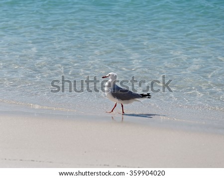 Beautiful seagull walking on beach sand, white heaven beach, Australia.