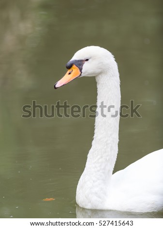 Vertical closeup of swan head with details and lake background