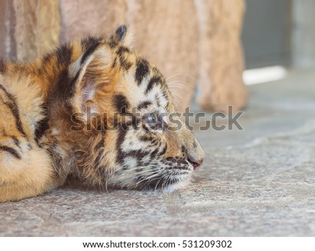 Portrait of manchurian tiger cub