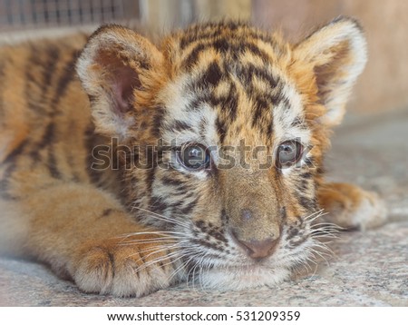 Portrait of manchurian tiger cub