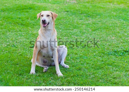 smiley face mommy dog relaxing in grass green yard
