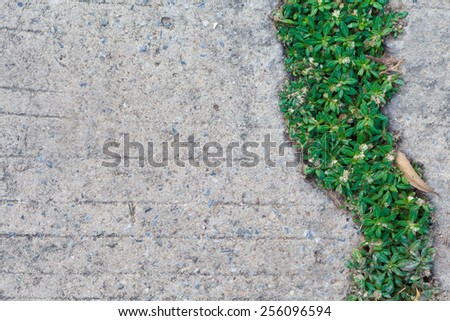 green plant grass on concrete floor