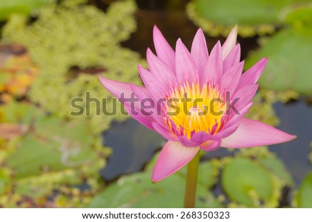 bloom lotus flower in pond with soft background
