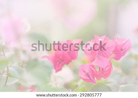 bougainvillea flower, soft white bright gradient effect