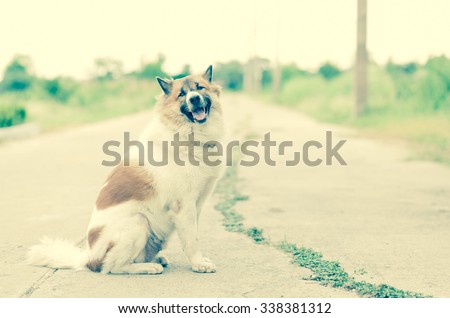 dog relax sitting with blur background, vintage effect