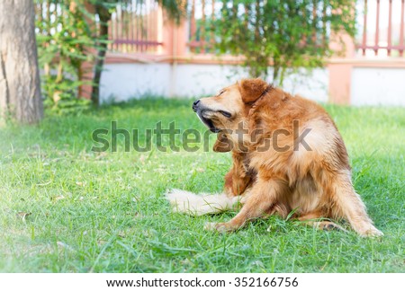 golden retriever dog scratch his ear