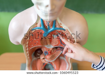 Young female teacher in biology class, teaching human body anatomy, using artificial body model to explain internal organs. Finger pointing to blood vessels system. Hand detail.