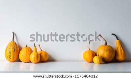 Happy Thanksgiving Background. Selection of various pumpkins on white shelf against white wall. Modern minimal autumn inspired room decoration.