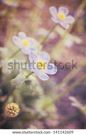 vertical color image of Anemone flowers in vintage colors