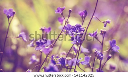horizontal color image of spring flowers in vintage colors