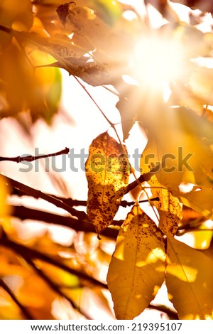 Abstract foliage background, beautiful tree branch in autumnal forest, bright warm sun light, orange dry maple leaves, autumn season