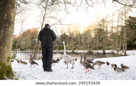 Unrecognisable senior man feeding wild birds , snow covered landscape, Edinburgh, Scotland