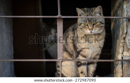 Scared cats behind bars